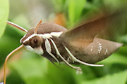 Coprosma Hawk Moth (Hippotion scrofa)